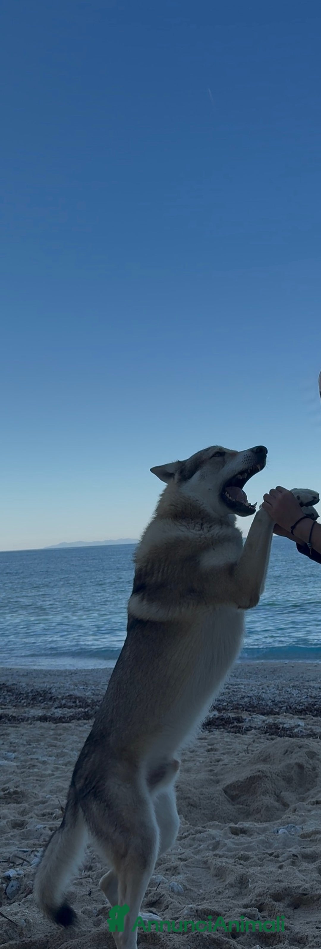 Lupo Cecoslovacco cani in regalo: Vero lupo cecoslovacco 3 anni - Annuncio 3