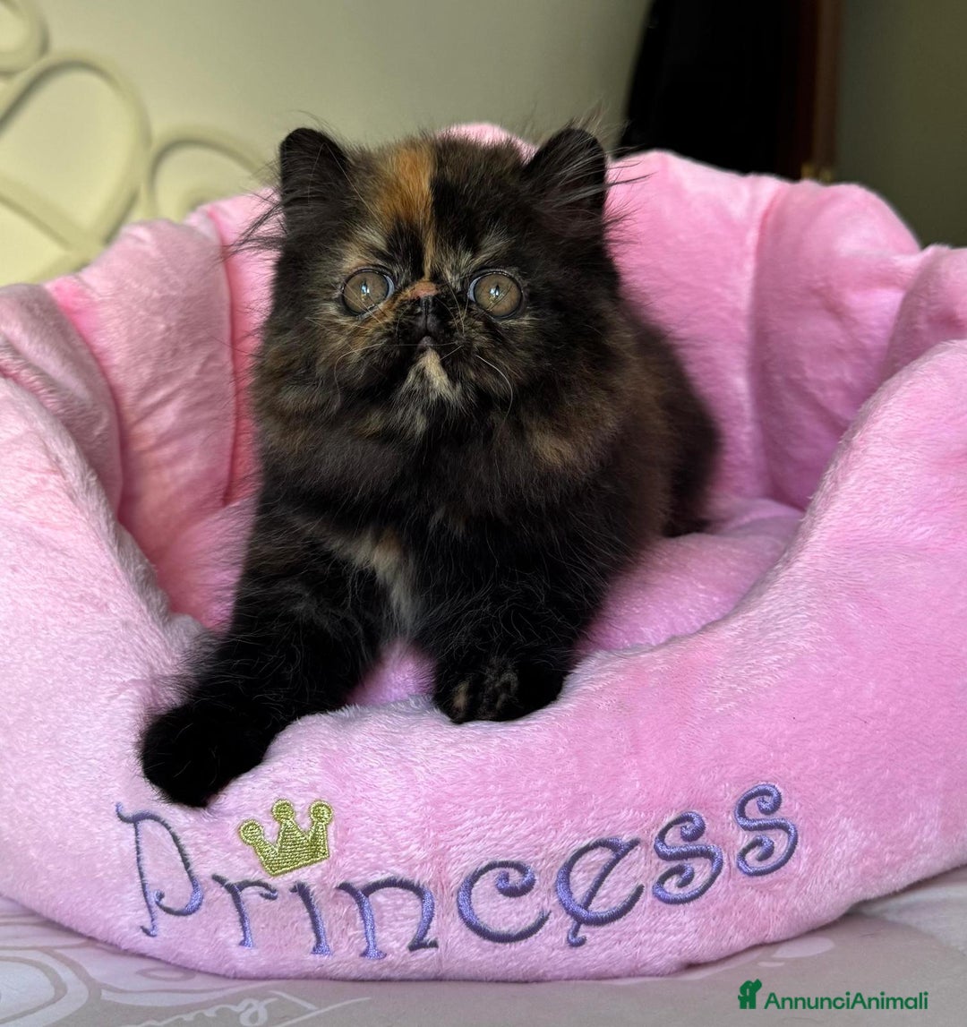 Persiano gatti in vendita: Cucciola di persiano puro Tortie  a Metropolitan City of Rome Capital - Immagine 2