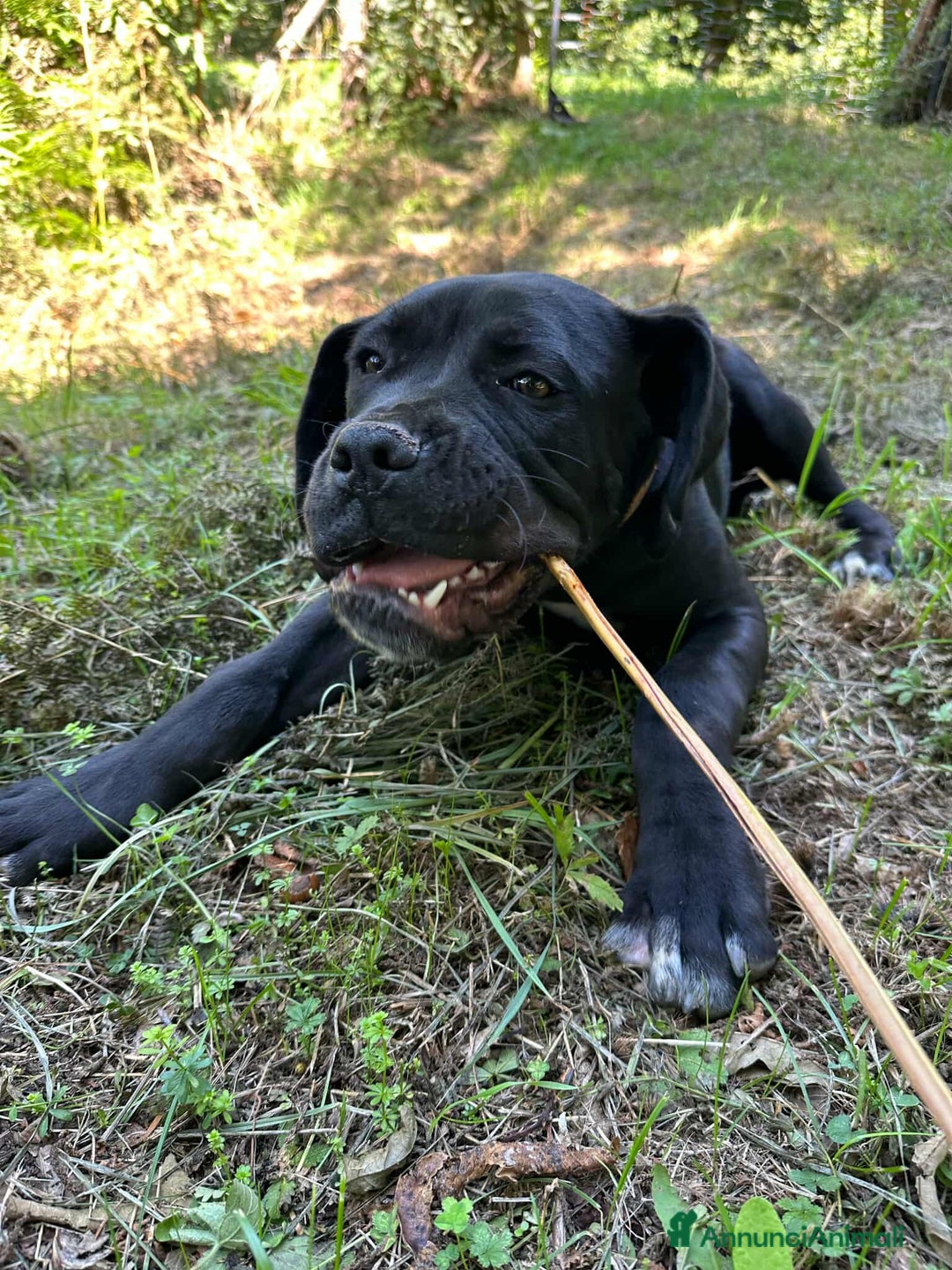 Cane Corso cani in regalo: ULLI, cucciolone CANE CORSO! Stupendo - Immagine 5