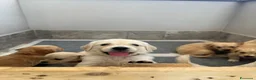 Golden Retriever cani in vendita: Cuccioli di Golden retriever  - Annuncio 8