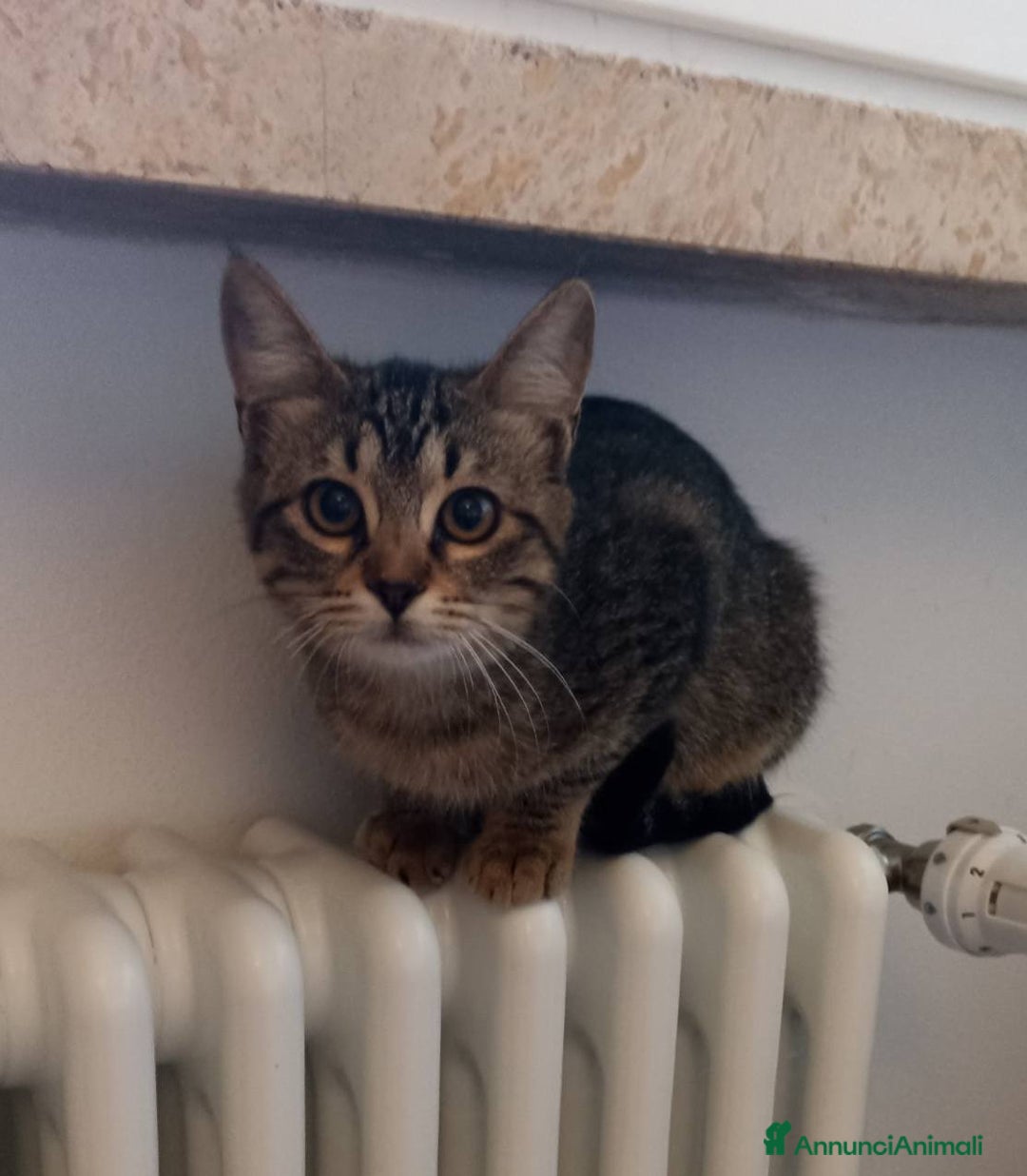 Europeo gatti in regalo: Gattina tigrata  - Annuncio 4