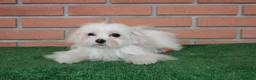Maltese cani in vendita: vendo femmine e maschio riproduttori - Annuncio 7