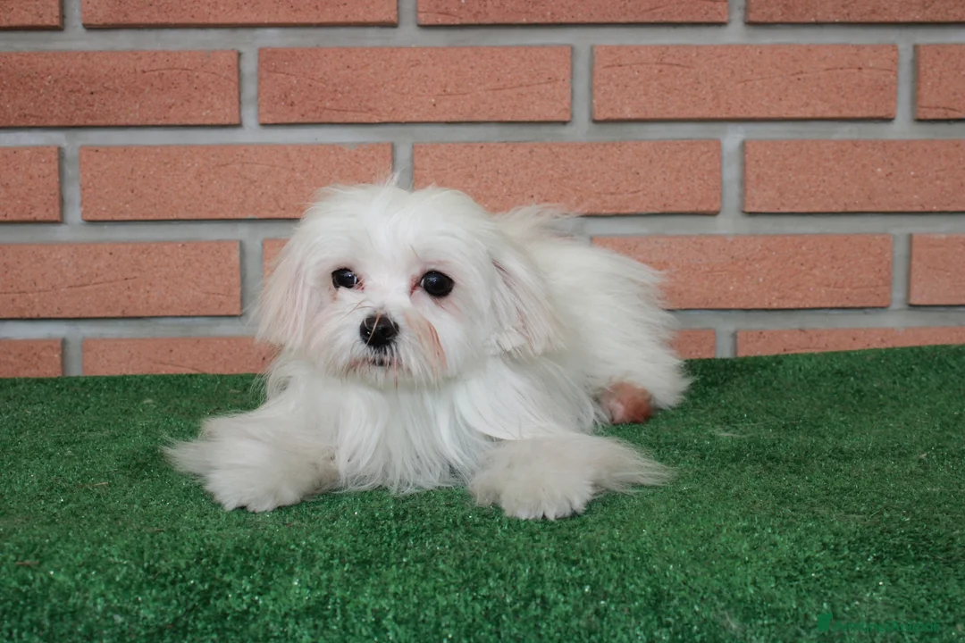 Maltese cani in vendita: vendo femmine e maschio riproduttori - Annuncio 7