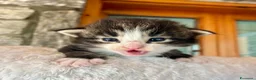 Norvegese gatti in vendita: cucciolo norvegese delle foreste - Annuncio 3