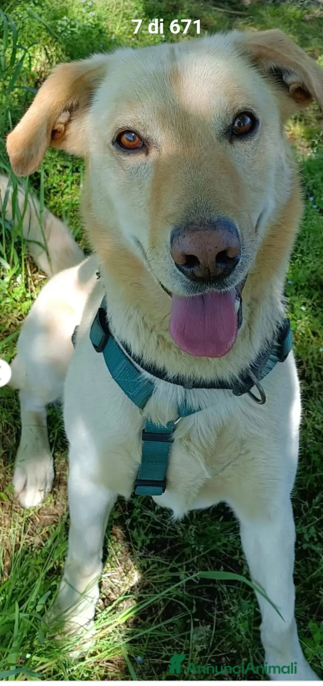 Meticcio cani in regalo: Vasco 4anni mai avuto una casa! MILANO SOS - Annuncio 3