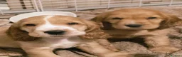 Cocker cani in vendita: Ultimi cuccioli cocker - Annuncio 5