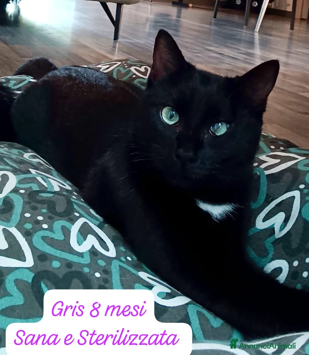 Altre razze gatti in regalo: Gattini desiderosi di trovare casa  - Annuncio 4