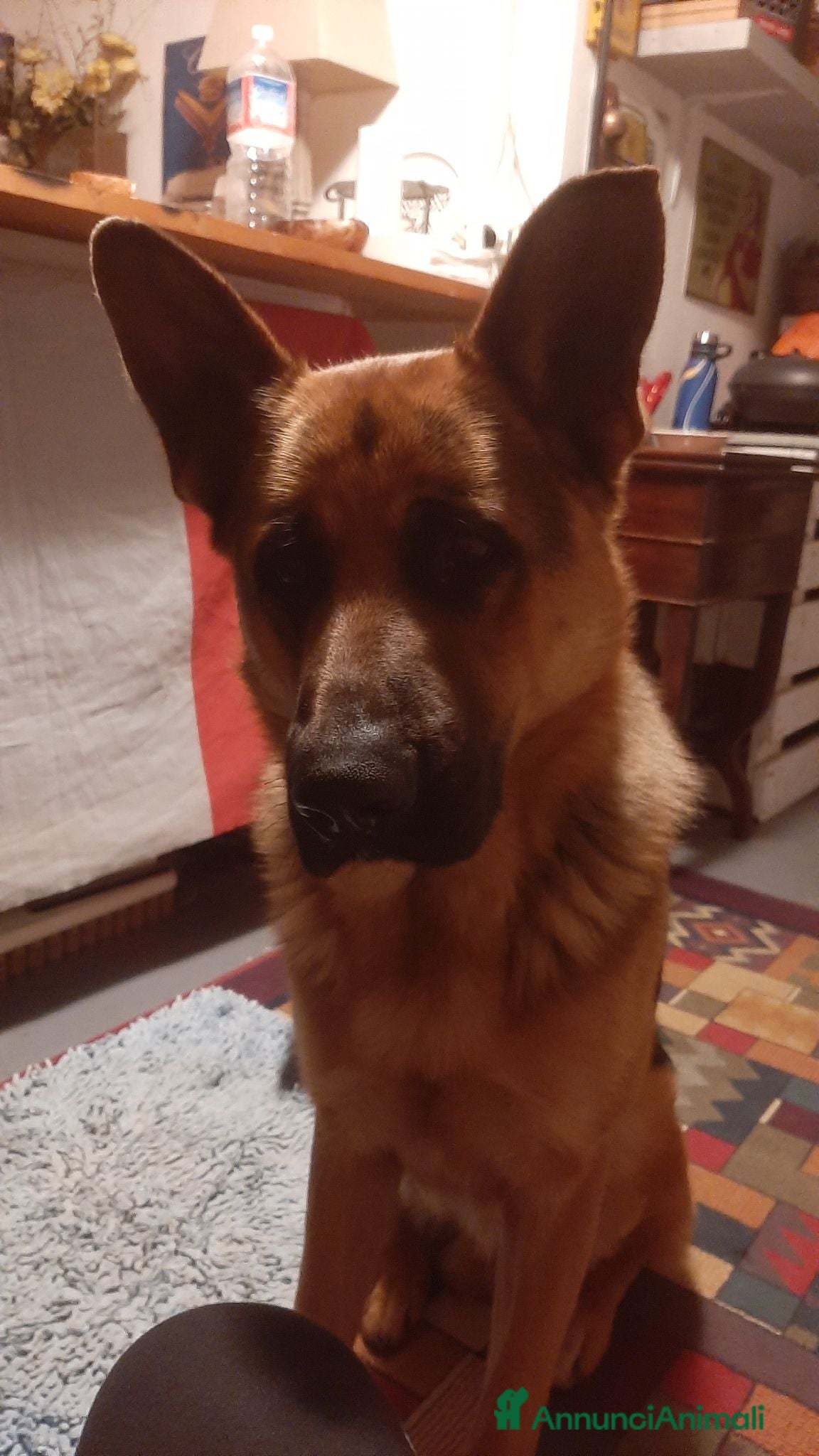 Pastore Tedesco cani Pastore tedesco maschio  - Annuncio 16