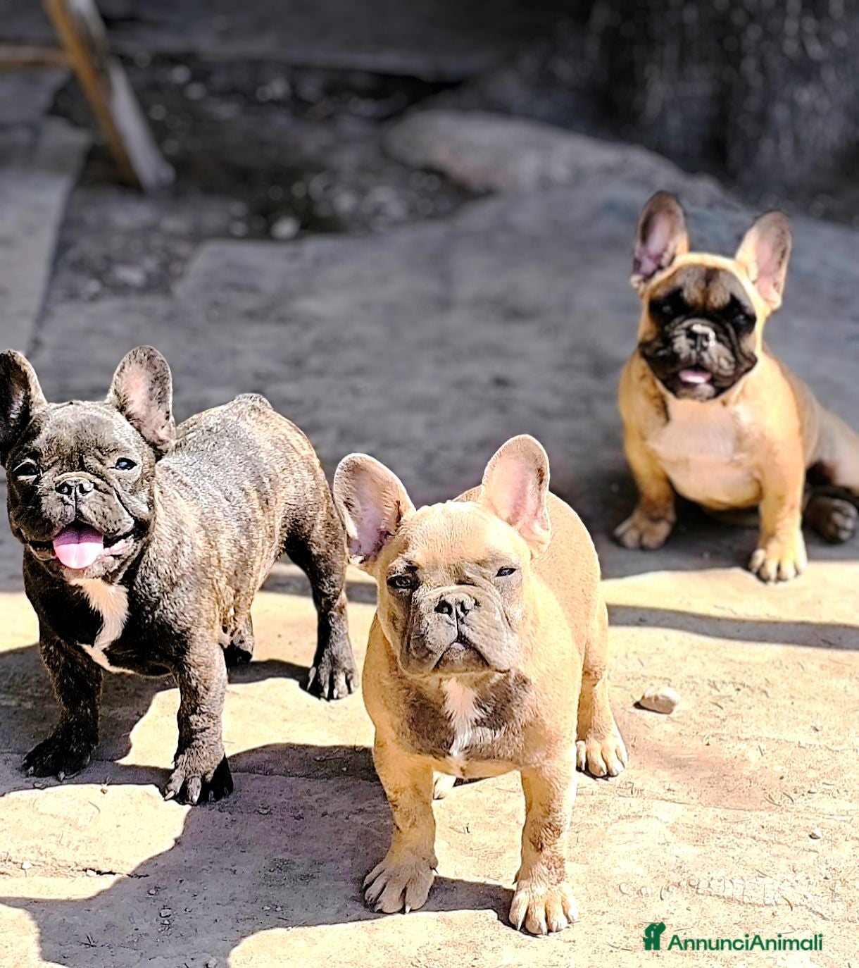 Bulldog Francese cani Cuccioli di Bulldog francese - Annuncio 24