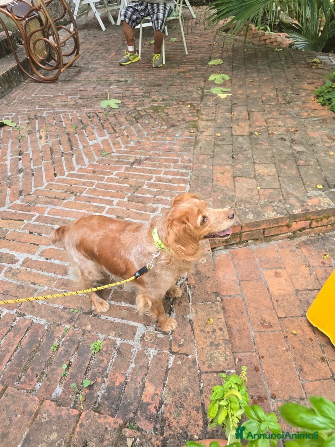 Breton cani in regalo: Anais la dolcezza fatta cane  - Annuncio 2