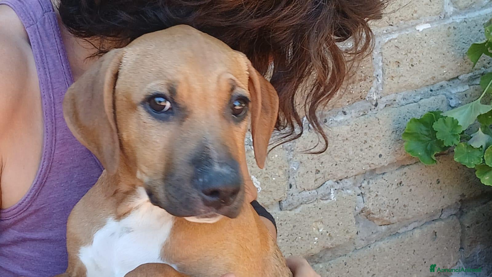 Meticcio cani LA DOLCISSIMA VANESSA CERCA LA SUA CASA  - Annuncio 14