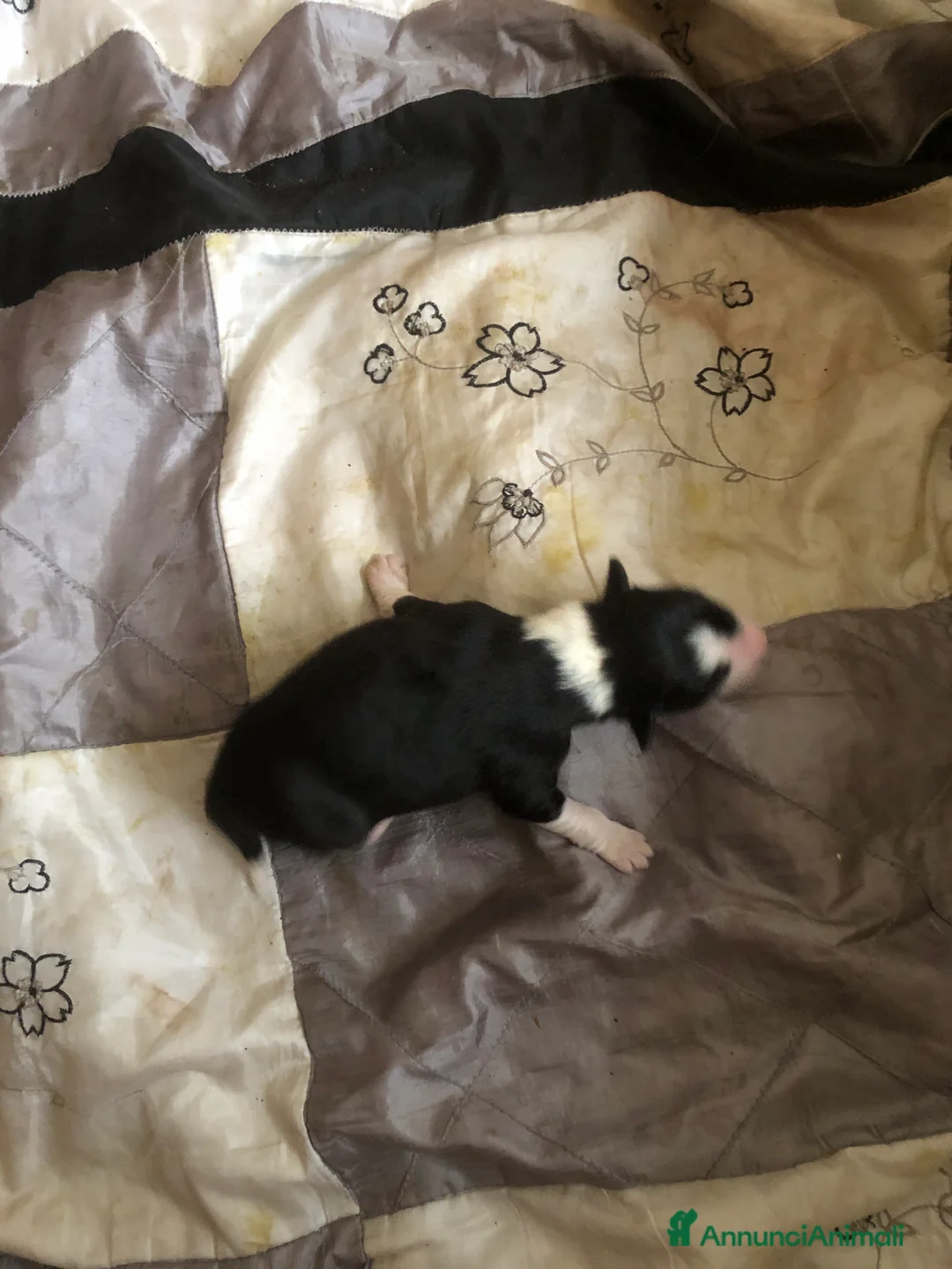 Border Collie cani in vendita: CUCCIOLI DI BORDER COLLIE  - Annuncio 4