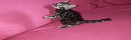 Bengala gatti in vendita: Cuccioli gatto Bengala  - Annuncio 10