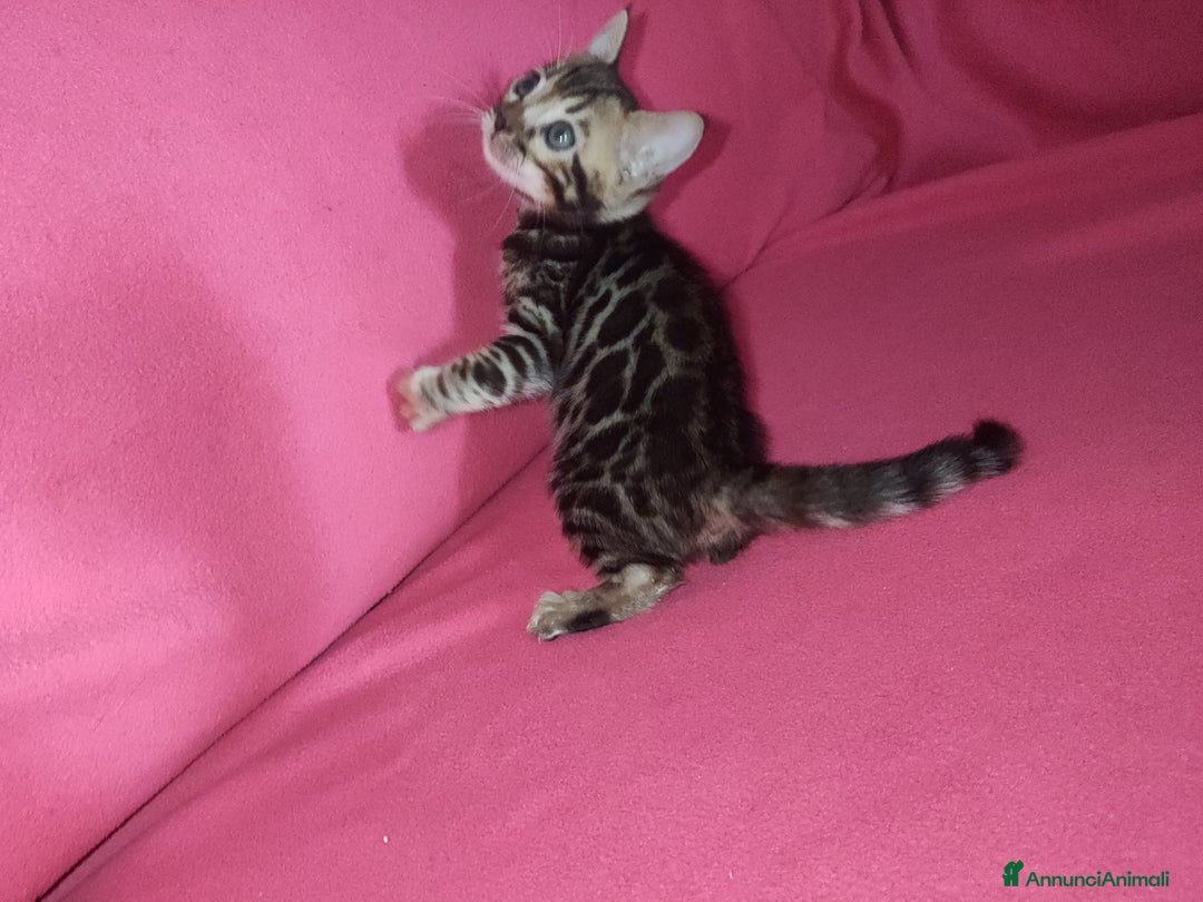 Bengala gatti in vendita: Cuccioli gatto Bengala  - Annuncio 10