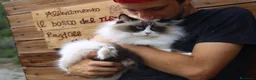 Ragdoll gatti in vendita: Ragdoll Seal Point Gelso - Annuncio 3