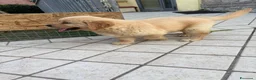 Golden Retriever cani in vendita: Golden retriever  - Annuncio 5