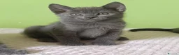 Certosino gatti in vendita: Certosini Pedigree Anfi - Annuncio 2
