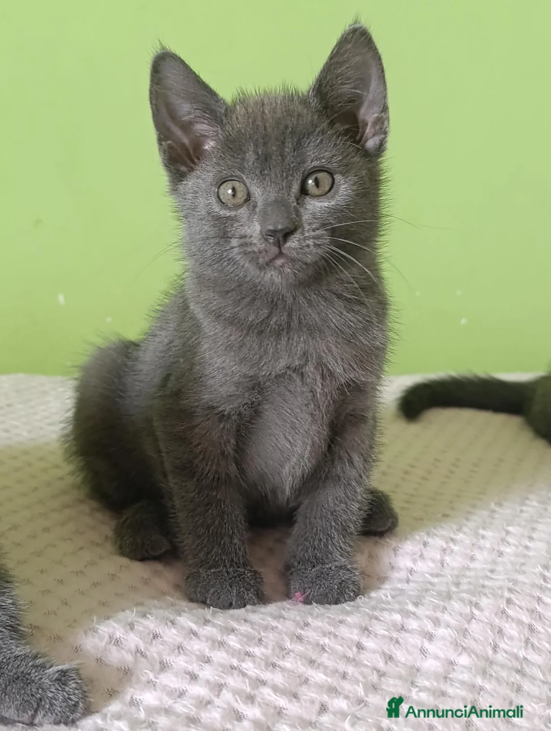 Certosino gatti in vendita: Certosini Pedigree Anfi - Annuncio 2