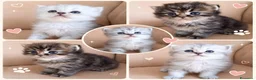 Persiano gatti in vendita: Cinque cuccioli di persiano - Annuncio 1