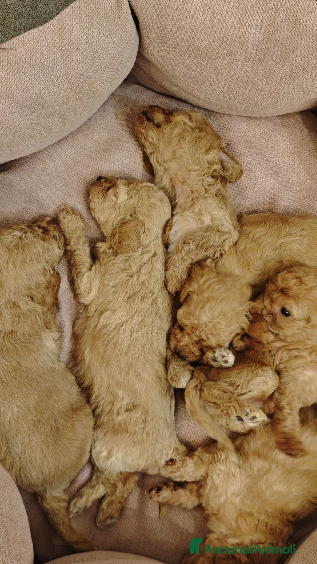 Barboncino cani in vendita: Cucciolata casalinga  - Annuncio 5