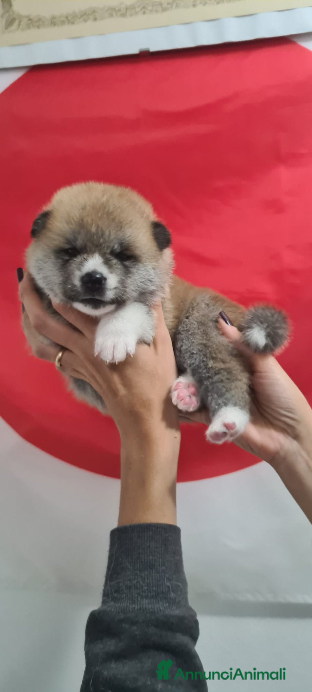 Akita Inu cani in vendita: Cuccioli di Akita LOMBARDIA  - Annuncio 3