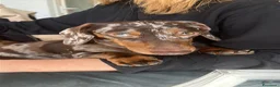 Bassotto cani per accoppiamento: Bassotto arlecchino disponibile per accoppiamento  a Provincia di Ascoli Piceno - Annuncio 4