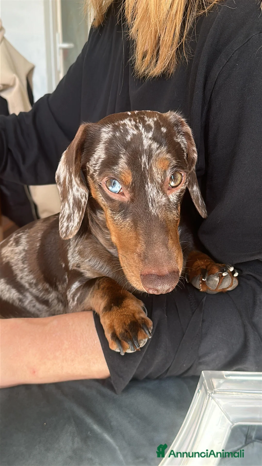 Bassotto cani per accoppiamento: Bassotto arlecchino disponibile per accoppiamento  a Provincia di Ascoli Piceno - Annuncio 4