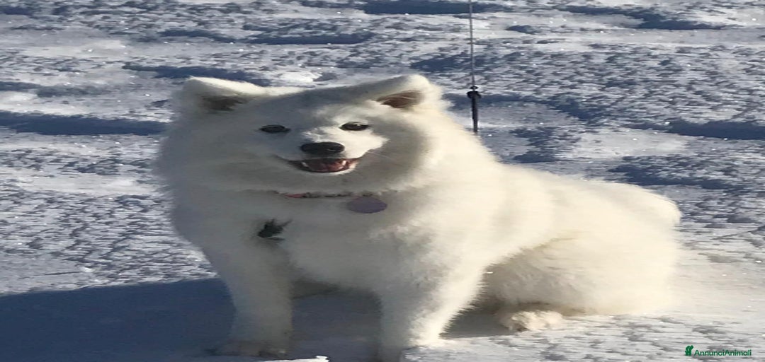 Immagine della galleria {{count}}