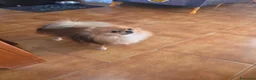 Volpino Pomerania cani in vendita: Spitz pomerania mini mini - Annuncio 2
