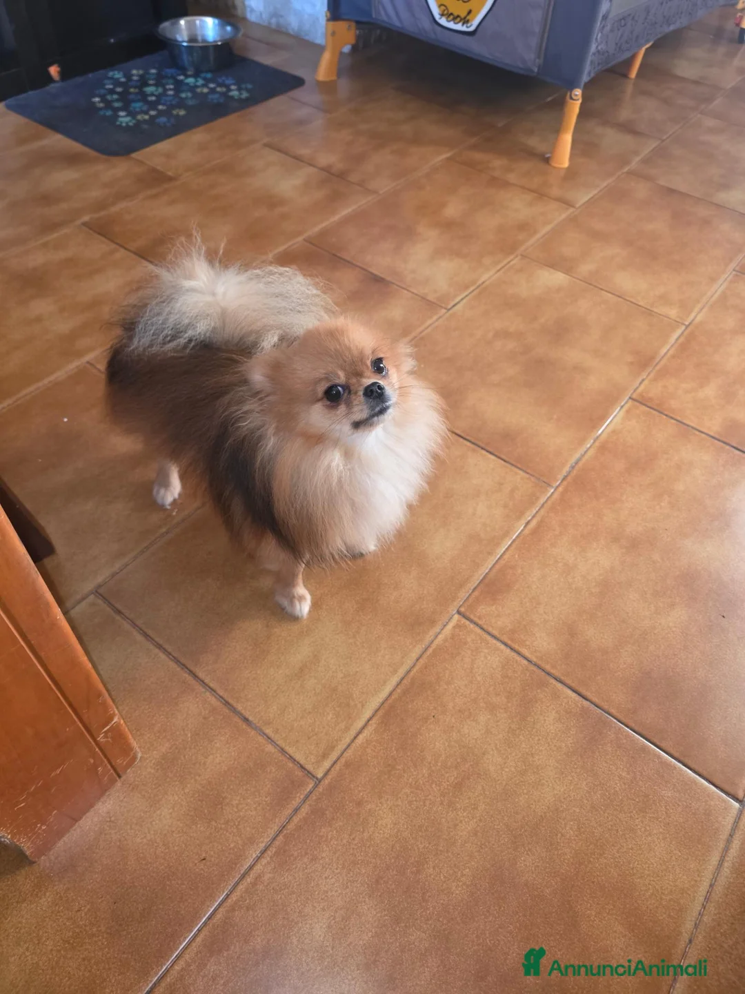 Volpino Pomerania cani in vendita: Spitz pomerania mini mini - Annuncio 2
