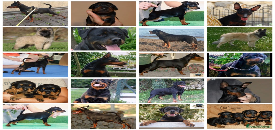 Immagine della galleria {{count}}