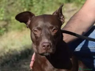 Meticcio cani Leila 8anni marrone INVISIBILE DA SEMPRE! LAZIO a Città metropolitana di Milano - Annuncio 40