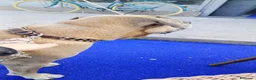Cane Corso cani in regalo: Cane corso - Annuncio 3