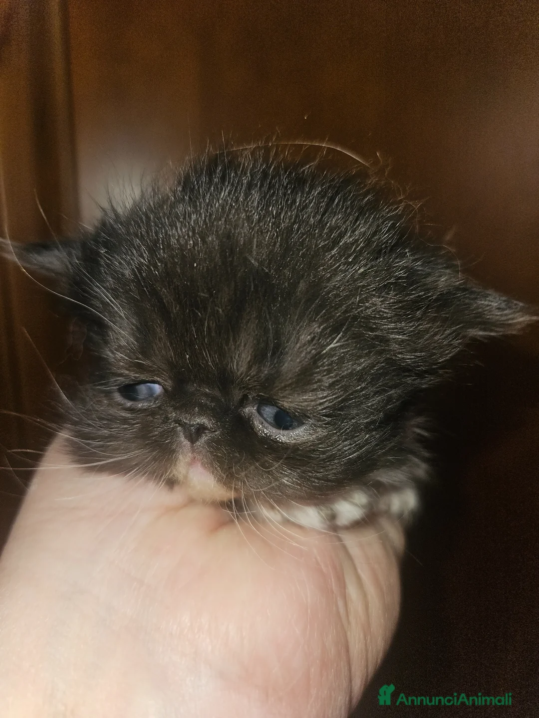 Persiano gatti in vendita: Gatto persiano femmina  a Città metropolitana di Milano - Annuncio 2