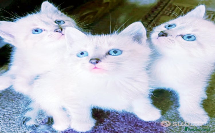 Siamese gatti Gattini siamesini  - Annuncio 2