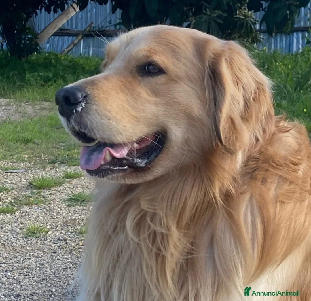 Golden Retriever cani in vendita: Cuccioli di Golden retriver con pedigree  a Città metropolitana di Palermo - Annuncio 5