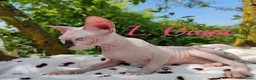 Sphynx gatti in vendita: Disponibili splendidi cuccioli di Sphynx ✨ - Annuncio 15