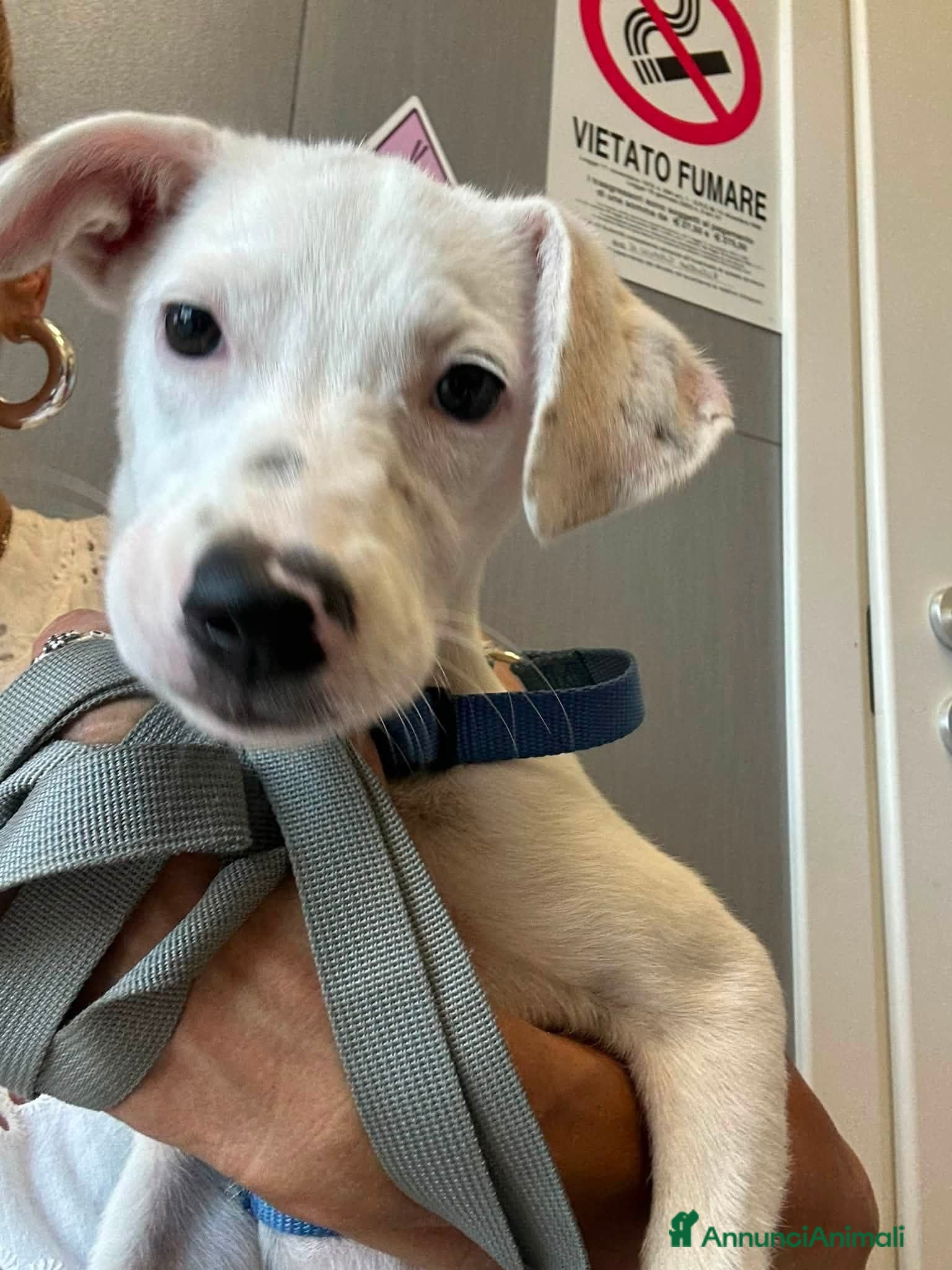 Meticcio cani 3 mesi, futuri 14/15 chili  - Annuncio 2