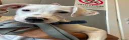 Meticcio cani in regalo: 3 mesi, futuri 14/15 chili  - Annuncio 1