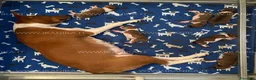 Basenji cani in vendita: Basenji disponibili con pedigree ENCI - Annuncio 3