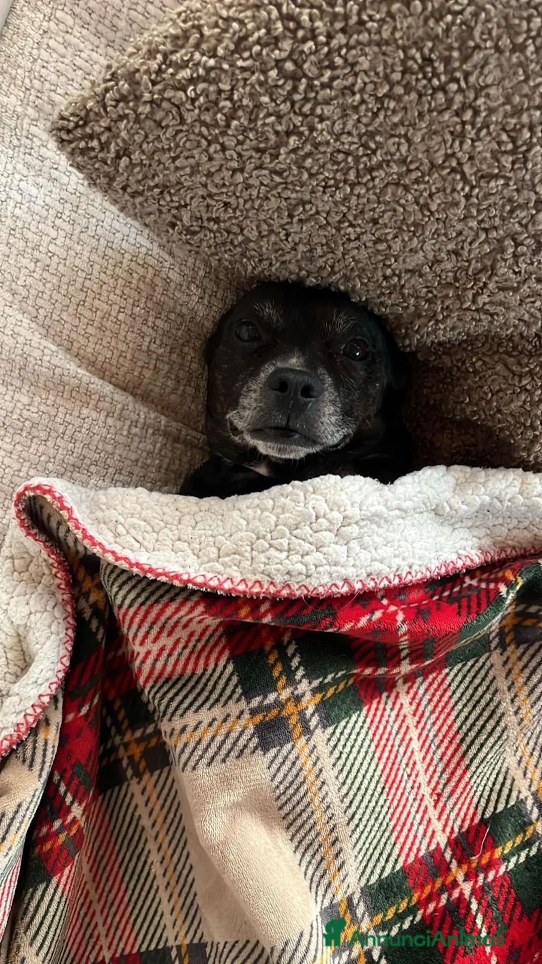 Meticcio cani per accoppiamento: Johnny cerca una compagna ❤️🐾 - Annuncio 5