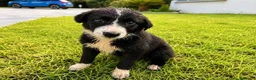 Meticcio cani in regalo:     DRUSILLA 🩷 IL SUO POSTO È ACCANTO A TE. 🙏🏻 a Provincia di Asti - Annuncio 5