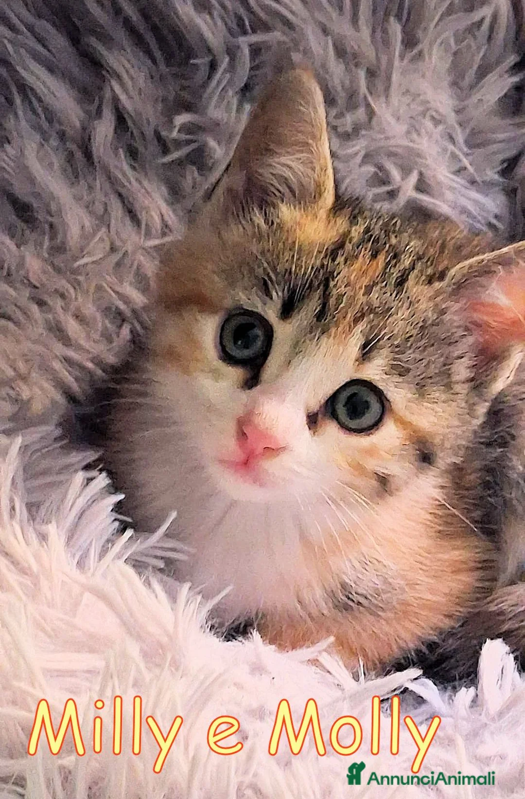 Europeo gatti in regalo: MILLY E MOLLY PICCOLE GATTINE a Città metropolitana di Milano - Annuncio 2