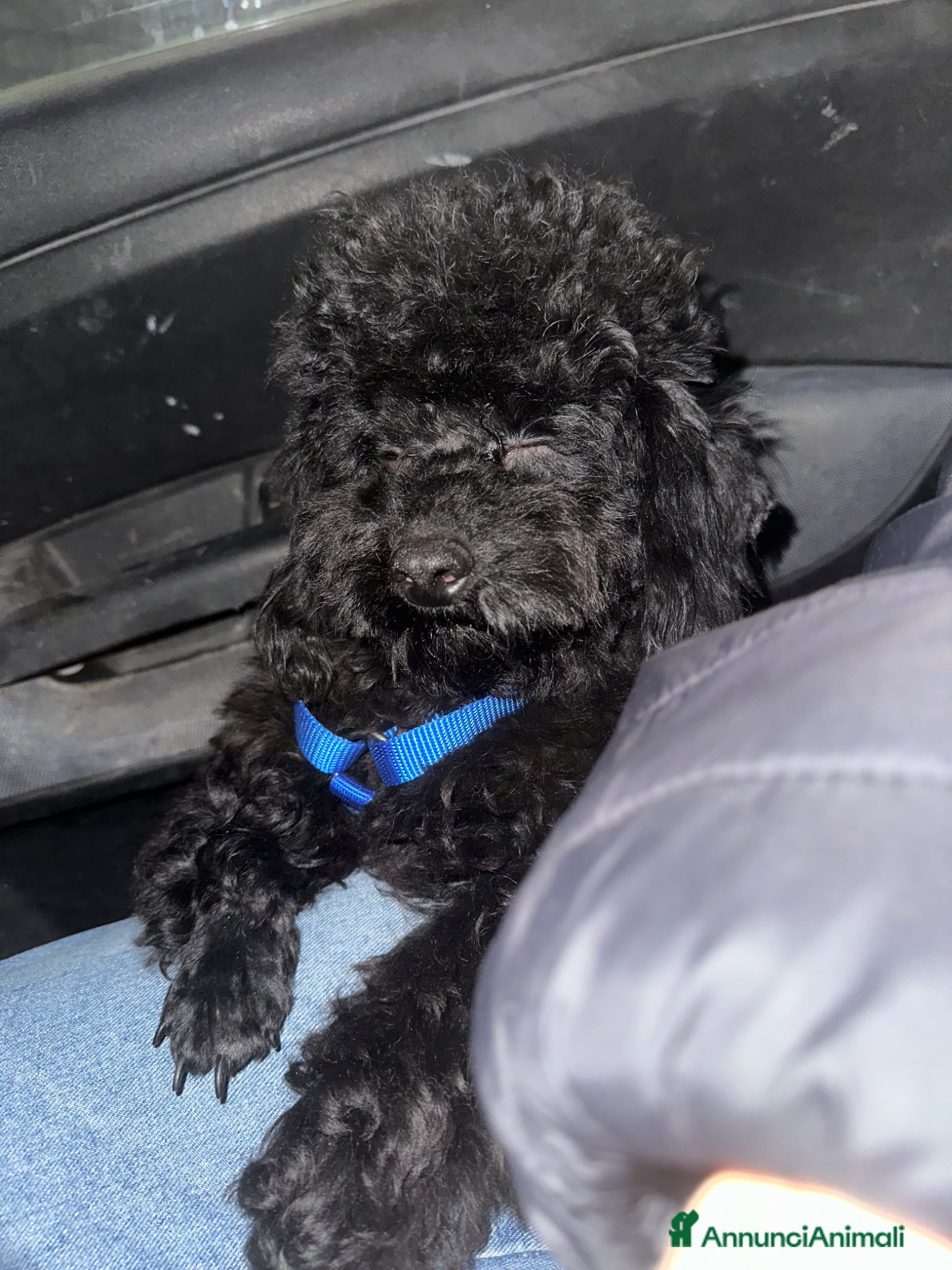 Barboncino cani Barboncino di 10 mesi  - Annuncio 1