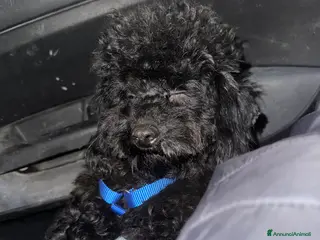 Barboncino cani Barboncino di 10 mesi - Annuncio 1