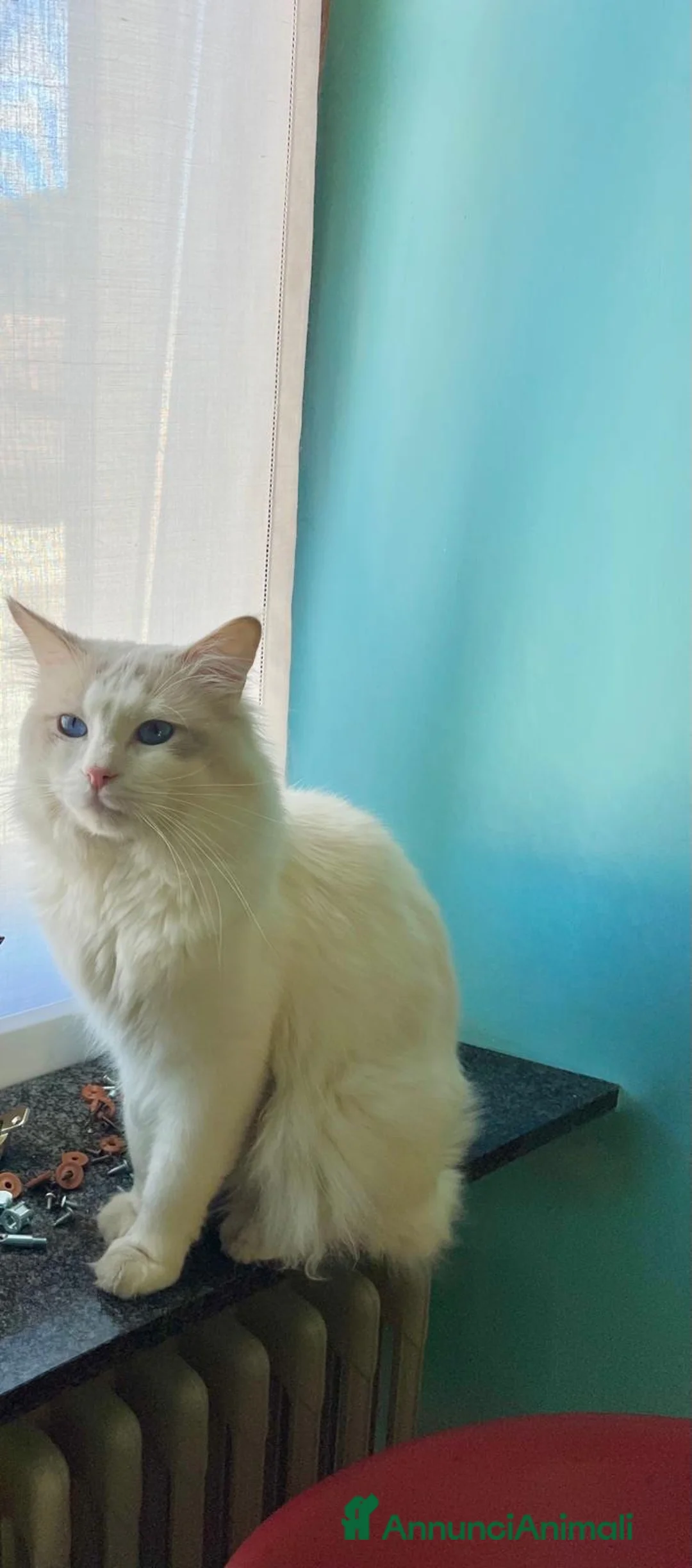 Ragdoll gatti in vendita: cucciolo ragdoll disponibile  - Annuncio 26