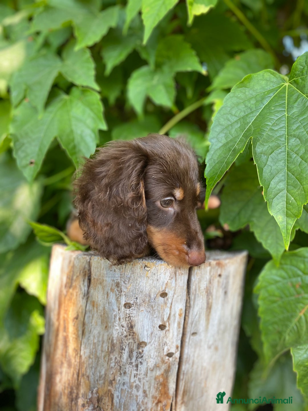 Bassotto cani in vendita: 🌟Splendidi cuccioli di bassotto a pelo lungo🌟 a Città metropolitana di Milano - Immagine 9