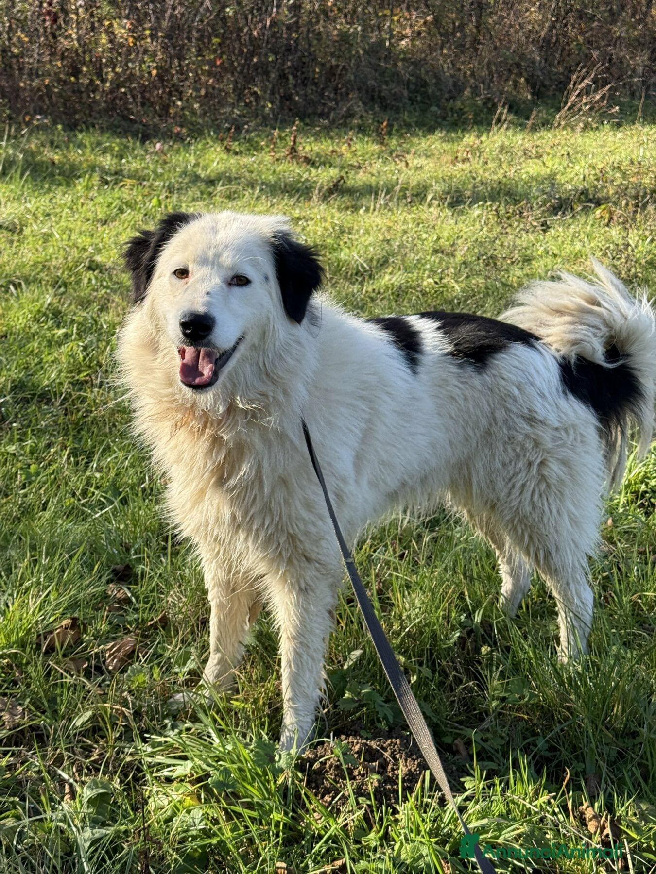 Meticcio cani DAPHNE, raggio di sole in canile! - Annuncio 36