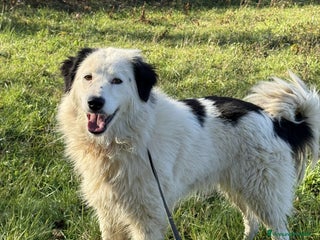 Meticcio cani DAPHNE, raggio di sole in canile! - Annuncio 12