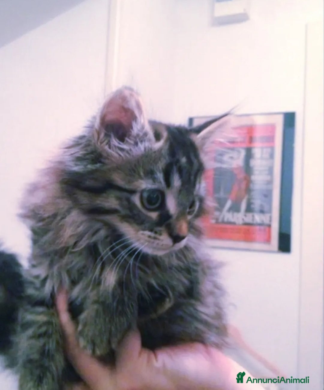 Altre razze gatti Gattini pelo lungo norvegese  - Annuncio 1